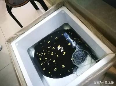 魟魚加鹽多了翻肚怎么治：魟魚加鹽過多導致翻肚怎么治 魟魚百科 第2張