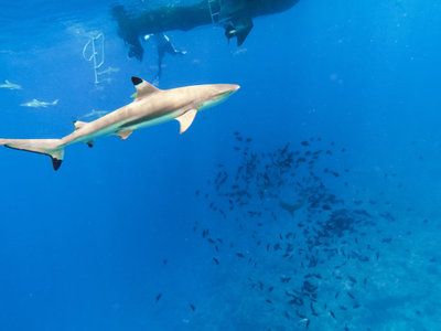 魟魚倒立正常么：魚倒立正常么， 魟魚百科 第2張