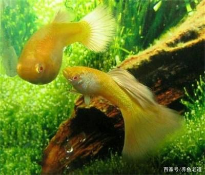 出現(xiàn)病魚的魚缸怎么辦呢：出現(xiàn)病魚的魚缸需要采取一系列綜合性的措施進行處理 魚缸百科 第3張