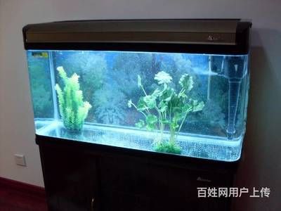 大型魚缸怎么清洗底部：如何清洗大型魚缸底部？ 魚缸百科 第3張