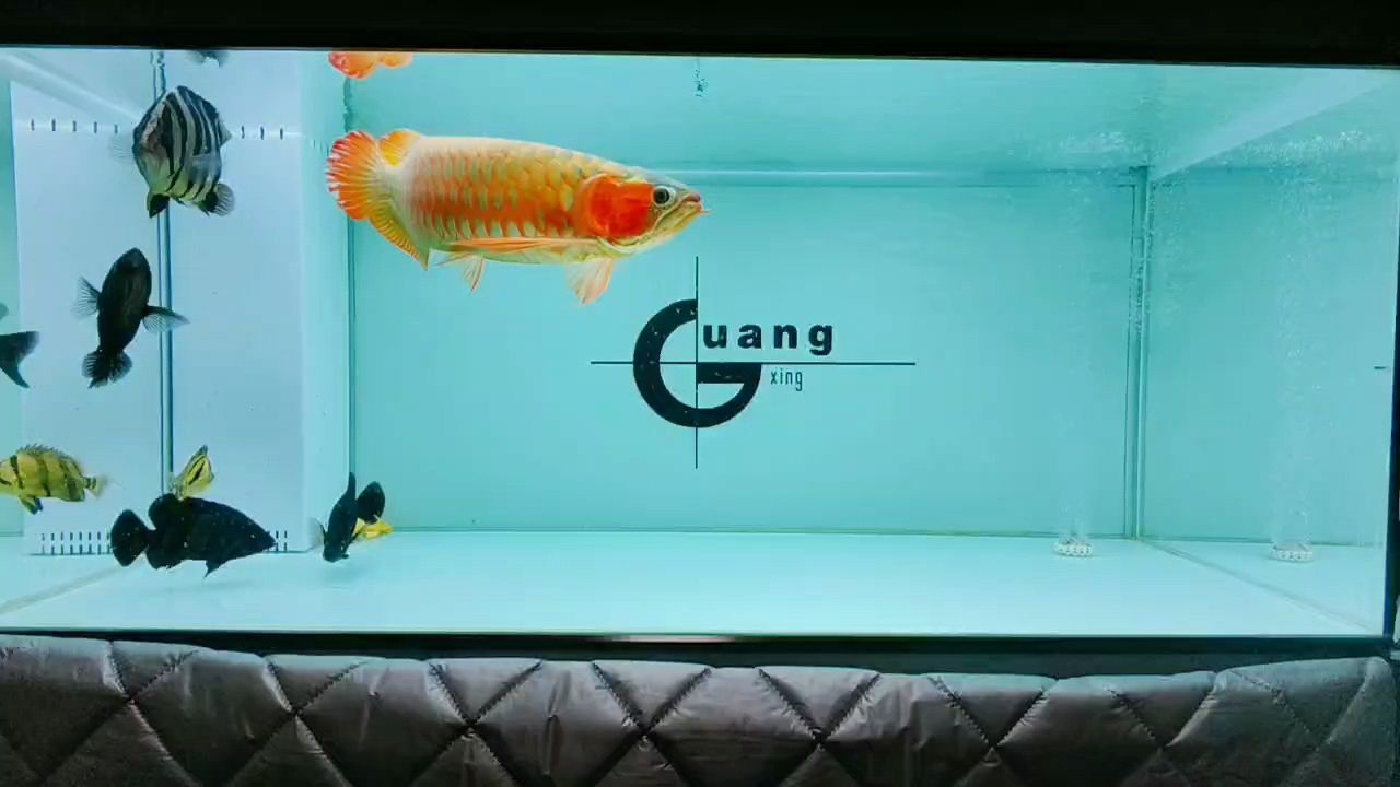 記錄：記錄被養(yǎng)魚耽誤的建筑師評論：6 觀賞魚論壇