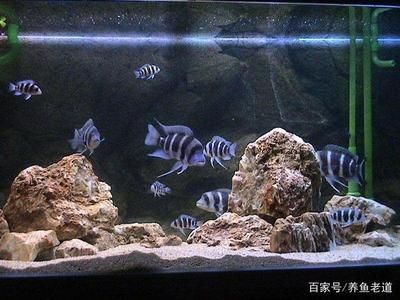 魟魚入缸多久可以換水養(yǎng)：魟魚入缸多久可以換水養(yǎng), 魟魚百科 第1張