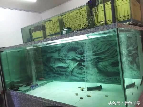 魟魚入缸多久可以換水養(yǎng)：魟魚入缸多久可以換水養(yǎng), 魟魚百科 第2張