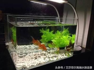 玻璃魚(yú)缸容易破嗎 魚(yú)缸百科 第4張