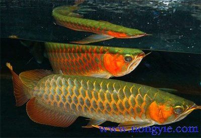 紅龍魚(yú)種類：紅龍魚(yú)的種類