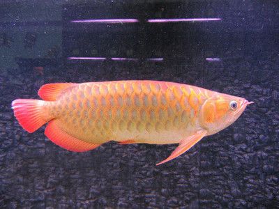 金龍魚是幾級保護動物：金龍魚是國家保護動物嗎 龍魚百科 第1張