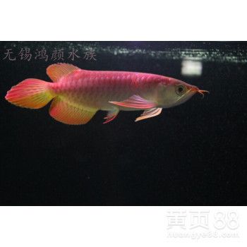 銀龍配虎魚：銀龍魚與虎魚混養(yǎng)可行嗎