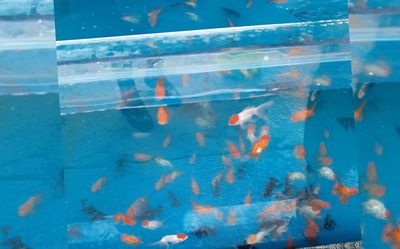 大魚缸消毒最簡單的方法是什么意思：如何給大魚缸消毒 魚缸百科 第1張