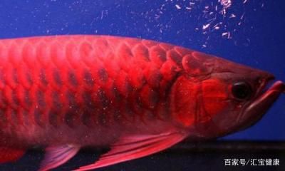 血紅龍魚能吃嗎怎么喂：血紅龍魚對飼養(yǎng)環(huán)境和喂食方法有一些特殊的要求 龍魚百科 第1張