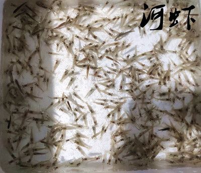 麥穗喂龍魚好不好：麥穗魚可以作為龍魚的一種飼料嗎？ 龍魚百科 第1張