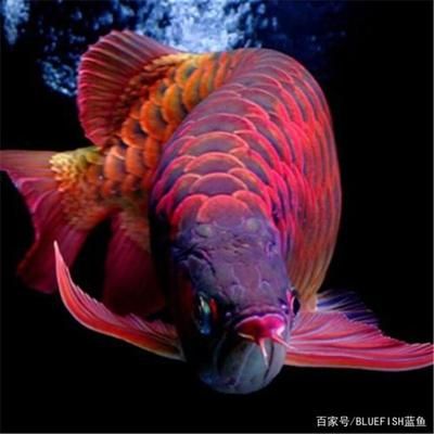 龍魚組合字：龍魚混養(yǎng)的注意事項 龍魚百科 第1張