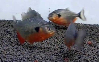 虎魚要天天喂嗎：虎魚的喂食頻率并不固定不變，而是取決于虎魚的大小和種類