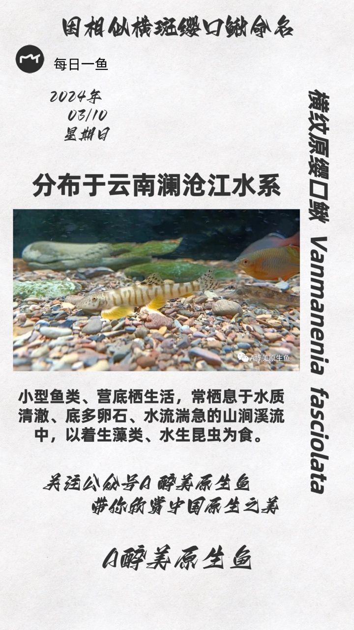 橫紋原纓口鰍：云南瀾滄江水系 觀賞魚論壇