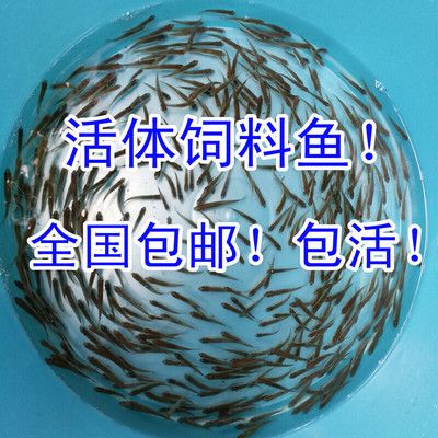 小虎魚吃飼料嗎會死嗎：小虎魚可以吃飼料嗎？ 虎魚百科 第3張