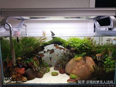 多大的魚(yú)缸合適 魚(yú)缸百科 第4張