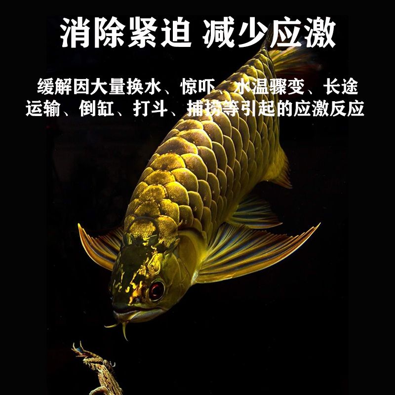 海洋本草～招代理：海洋本草，增強食欲 觀賞魚論壇 第4張