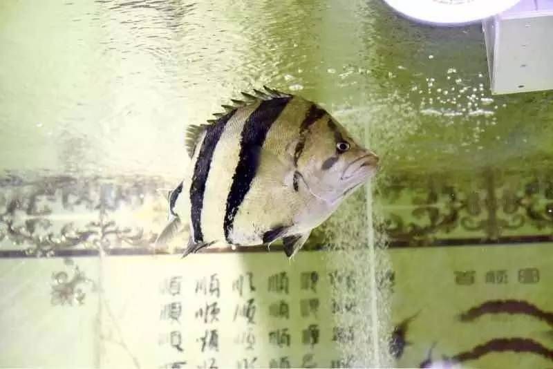 虎魚喂食量：虎魚的喂食量主要取決于其大小和品種 虎魚百科 第3張