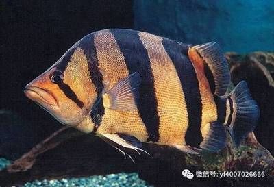 虎魚怎樣吃：清蒸虎魚怎么吃 虎魚百科 第2張