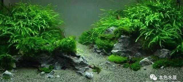 純石頭魚缸造景：魚缸造景石頭布置技巧