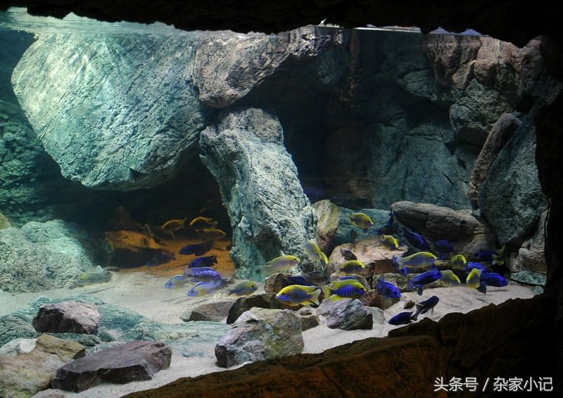 大型魚魚缸造景效果圖：大型魚缸造景效果圖大型魚缸造景效果圖 魚缸百科 第1張