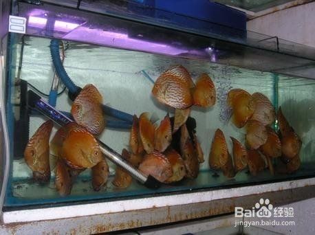 大型魚缸裂了怎么修補(bǔ) 魚缸百科 第4張