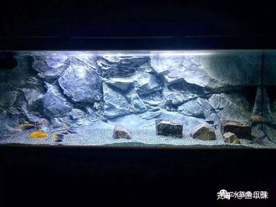 大型南美魚缸：南美魚缸造景技巧 魚缸百科 第3張