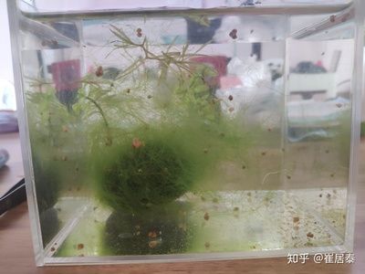 玻璃膠能粘魚(yú)缸嗎：玻璃膠有哪些類(lèi)型 魚(yú)缸百科 第1張