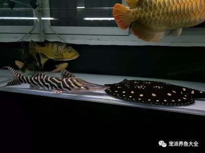 魟魚(yú)可以和龍魚(yú)一起養(yǎng)嗎視頻教學(xué)：魟魚(yú)可以和龍魚(yú)一起養(yǎng)嗎 魟魚(yú)百科 第2張