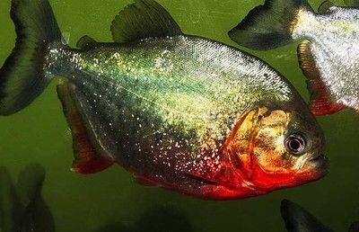 虎魚攻擊其他魚：虎魚會攻擊其他魚類嗎？ 虎魚百科 第3張