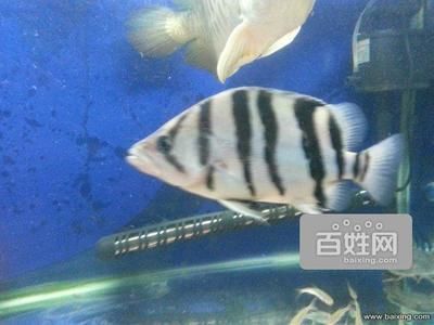 虎魚和鸚鵡：虎魚和鸚鵡魚可以混養(yǎng)但需要注意一些事項 虎魚百科 第2張