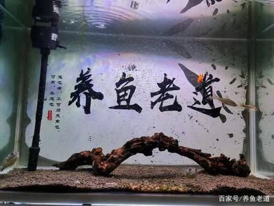 剛買(mǎi)的虎魚(yú)停食幾天：剛買(mǎi)的虎魚(yú)停食的時(shí)間長(zhǎng)度取決于多種因素 虎魚(yú)百科 第3張