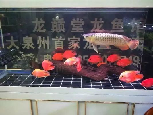 養(yǎng)龍魚掙錢嗎現(xiàn)在怎么樣：養(yǎng)龍魚掙錢嗎 龍魚百科 第2張