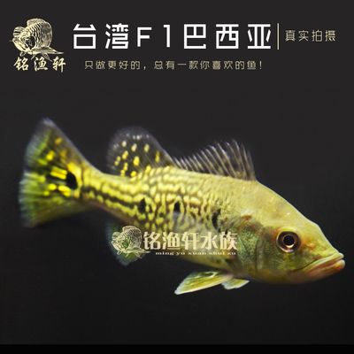 龍魚虎魚配什么魚好看