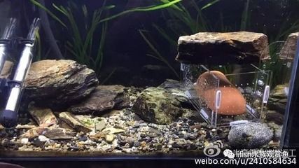 新紅吻蝦虎水溫：新紅吻蝦虎魚適合的水溫范圍 虎魚百科 第1張