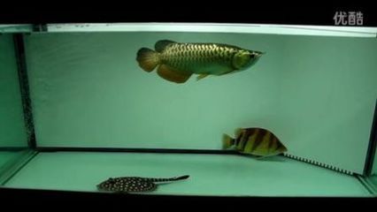 龍虎魟配什么魚(yú)：泰國(guó)短身元寶鯽魚(yú)適合與龍虎魟混養(yǎng)的魚(yú)類配什么魚(yú) 魟魚(yú)百科 第2張