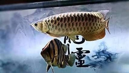 龍虎魟配什么魚(yú)：泰國(guó)短身元寶鯽魚(yú)適合與龍虎魟混養(yǎng)的魚(yú)類配什么魚(yú) 魟魚(yú)百科 第1張