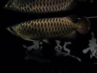 龍虎魟配什么魚(yú)：泰國(guó)短身元寶鯽魚(yú)適合與龍虎魟混養(yǎng)的魚(yú)類配什么魚(yú) 魟魚(yú)百科 第3張