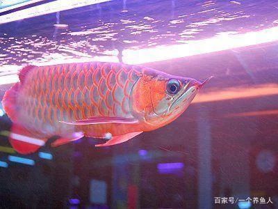 龍魚燈光怎么開：關(guān)于龍魚燈光怎么開的詳細(xì)解答