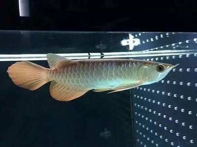 龍魚(yú)拿回來(lái)幾天喂食一次好：龍魚(yú)喂食頻率取決于龍魚(yú)的大小和生長(zhǎng)階段是根據(jù)搜索結(jié)果得出的一些建議 龍魚(yú)百科 第3張