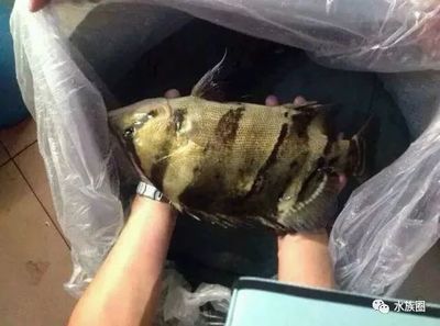 泰虎苗哪里買比較好：泰虎苗哪里買比較好呢？ 虎魚百科 第3張