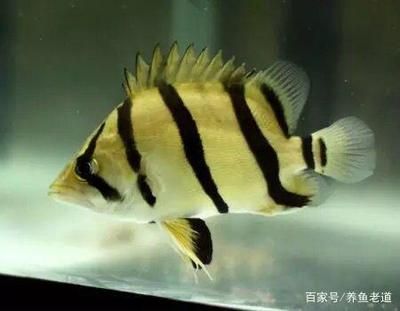 虎魚容易得什么病：虎魚常見的幾種疾病 虎魚百科 第2張