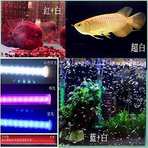 魚(yú)缸燈放什么位置龍魚(yú)不掉眼：飼養(yǎng)龍魚(yú)時(shí)燈光的擺放位置對(duì)防止龍魚(yú)掉眼至關(guān)重要