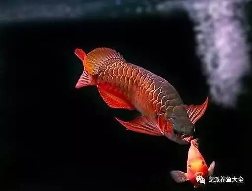 紅龍魚(yú)霉菌病怎樣治療好：紅龍魚(yú)霉菌病怎樣治療好紅龍魚(yú)霉菌病的治療方法