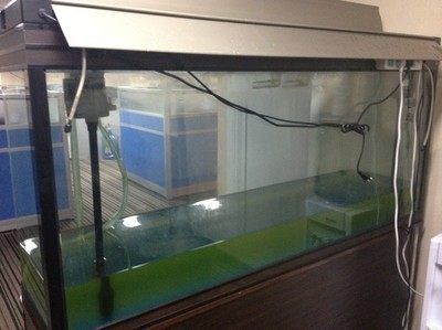 大型海水魚缸換水視頻：大型海水魚缸換水的具體方法和技巧 魚缸百科 第3張