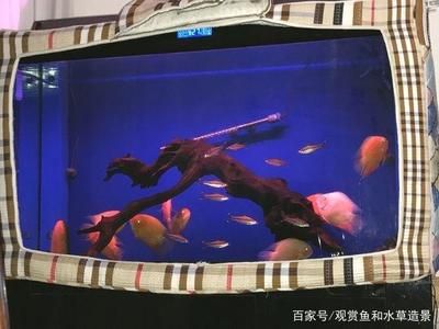 1米8魚缸一個月用多少電：1米8魚缸一個月用多少電耗電量受到多種因素影響