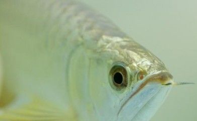 魟魚(yú)吃食不多：魟魚(yú)吃食不多是怎么回事 魟魚(yú)百科 第1張