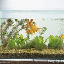 玻璃膠補(bǔ)魚缸漏水怎么辦：魚缸漏水的處理方法