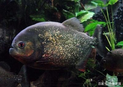 虎魚長期拒食：虎魚之前吃什么食物，盡可能導(dǎo)致虎魚拒食，解決方法是給予靜養(yǎng)時(shí)間