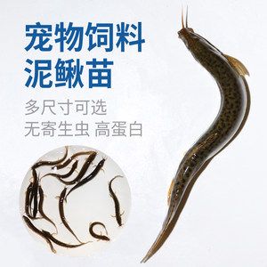 龍魚翹嘴好不好：龍魚翹嘴好不好呢？