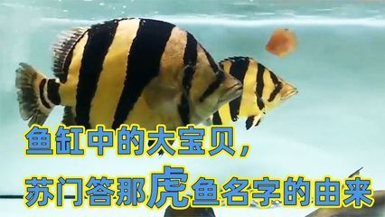 虎魚不怎么喜歡游怎么辦：對于您的虎魚不怎么喜歡游的問題